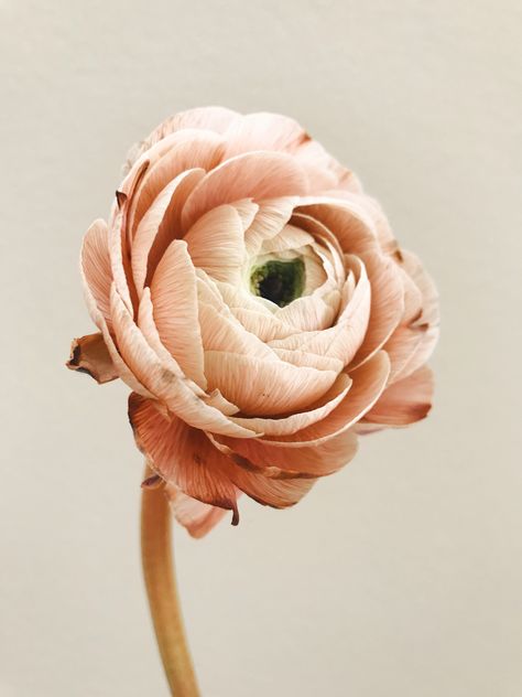 This beautiful dyed ranunculus is just to die for #ranunculus #flowers #weddingflorist Ranunculus Aesthetic, Peach Ranunculus, The Romantics, Chloe Rose, Unique Wedding Flowers, Floral Design Studio, Ranunculus, Orange County, Flower Design