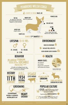 Corgi Infographic by batteryfish on DeviantArt  KingdomOfCat .guru is our new companion . Checkout of their blog Corgi Colors, Corgi Party, Corgi Stuff, Cowboy Corgi, Corgi Facts, Cute Corgi Puppy, Corgi Owner, Welsh Corgi Puppies, Corgi Mom