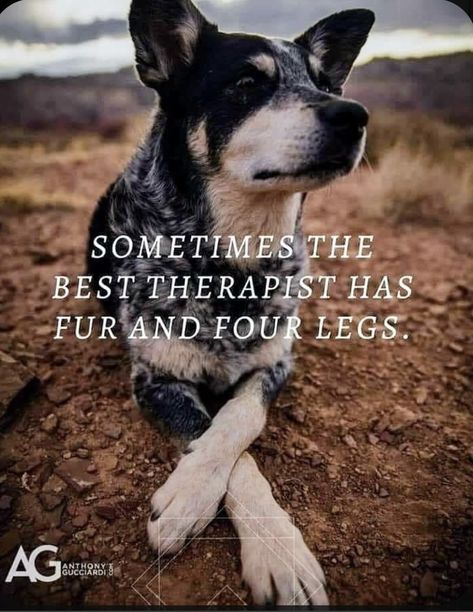 Cattle Dog Quotes, Austrailian Cattle Dog, Cattle Dogs Rule, Heeler Puppies, Blue Heeler Dogs, Dog Quotes Love, Australian Cattle Dogs, Australian Cattle Dog Blue Heeler, Fun Socks