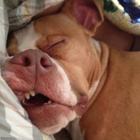 Sleeping beauty...   Visit us online!! www.westfriendshipanimalhospital.com Hotdog Dog, Love My Dog, Pictures Funny, Pit Bull Love, Dog Id, Sleeping Dogs, Puppy Pictures, Dog Memes, Mans Best Friend