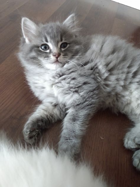 Grey Ragdoll Kitten, Gray Ragdoll Cat, Grey Ragdoll Cat, Mancoon Cats, Ragdoll Cats For Sale, Cat Breeds Ragdoll, Grey Tabby Kittens, Ragdoll Kittens For Sale, Snowshoe Cat