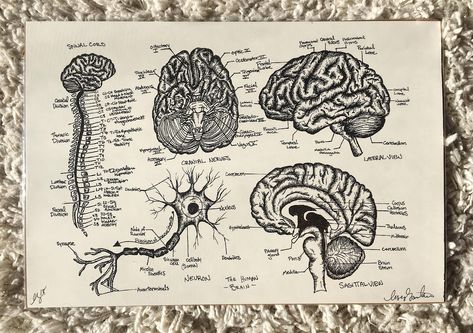 Hand-Drawn Neuro Brain Print Diagram Anatomy Series | Etsy Brain Labeled Diagram Aesthetic, Brain Drawing With Labels, Brain Diagram Drawing, Brain Drawing Anatomy, Brain Diagram Anatomy, Brain Research, Brain Drawing Aesthetic, The Brain Drawing, Anatomy Of The Brain