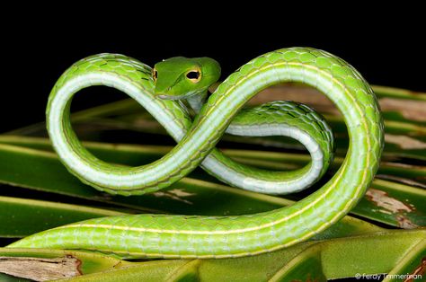 Ahaetulla prasina (Boie, 1827) | by Ferdy Timmerman Pet Reference, Baby Exotic Animals, Snake Medicine, Snake Breeds, Vine Snake, Snake Facts, Woodblock Printmaking, Hognose Snake, Garter Snake