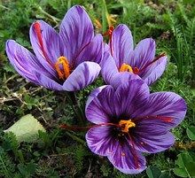 Saffron Uses, Saffron Crocus, Trumpet Lily, Saffron Flower, Crocus Flower, Ancient Persian, How To Make Sausage, Horticulture, Oil Pastel