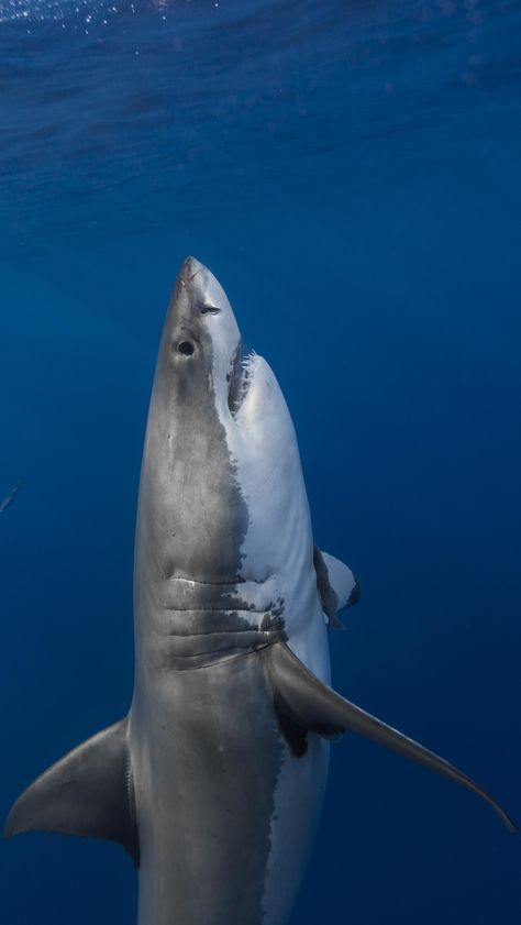 This man's obsession with Great White Sharks has produced some of the best photos we've ever seen! Vertical Horizon, Underwater Life, Shark Week, White Sharks, Great White Shark, Random Thoughts, Ocean Creatures, Ocean Animals, In The Ocean