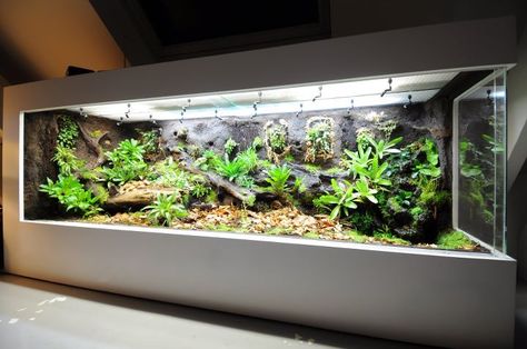 Construction journal - big display tank | Dendroboard Big Terrarium, Gecko Terrarium, Aquarium Store, Poison Frog, Kolam Koi, Reptile House, Aquarium Terrarium, Reptile Room, Reptile Tank