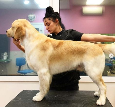 15 Best Golden Retriever Haircuts for Dog Lovers | The Paws Haircuts For Golden Retrievers, Golden Retriever Haircut Pet Grooming, Golden Retriever Show Grooming, Golden Retriever Short Haircut, Short Golden Retriever Haircut, Golden Retriever Trimming, Groomed Golden Retriever, Golden Retriever Summer Haircut, How To Trim A Golden Retriever