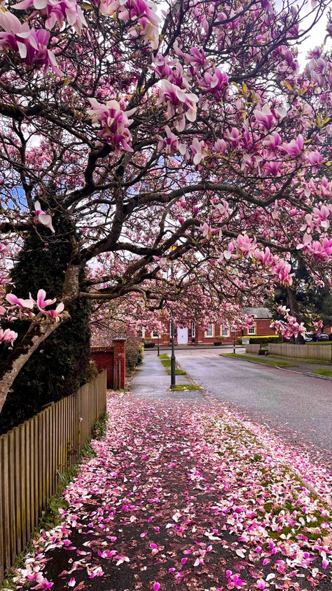 Pink Tree Aesthetic, Flower Tree Aesthetic, Pale Pink Wallpaper, Spring Trees, Tree Aesthetic, Barbie Aesthetic, Rowan Tree, Garden Inspo, Pink Nature