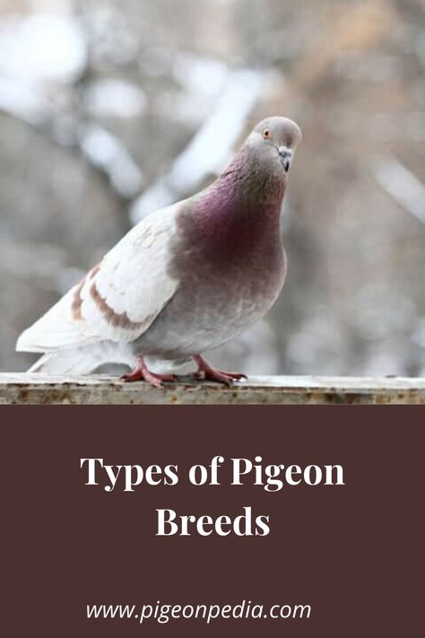 It might surprise you to know that Charles Darwin made an extensive study of pigeons. He identified there were significant differences between the types of pigeon and did a lot of testing and experimenting. #pigeonpedia Pigeons As Pets, High Flying Pigeons, Types Of Pigeons, Tumbler Pigeons, Fantail Pigeon, Band Tailed Pigeon, Baby Pigeon, Pet Pigeon, Passenger Pigeon