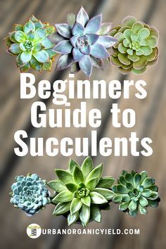 Succulent Care For Beginners, Multiplier Des Plantes Grasses, Suculent Plants, Succulent Garden Outdoor, Tanaman Sukulen, Types Of Succulents Plants, Survival Foods, Plant Succulents, Succulent Garden Indoor