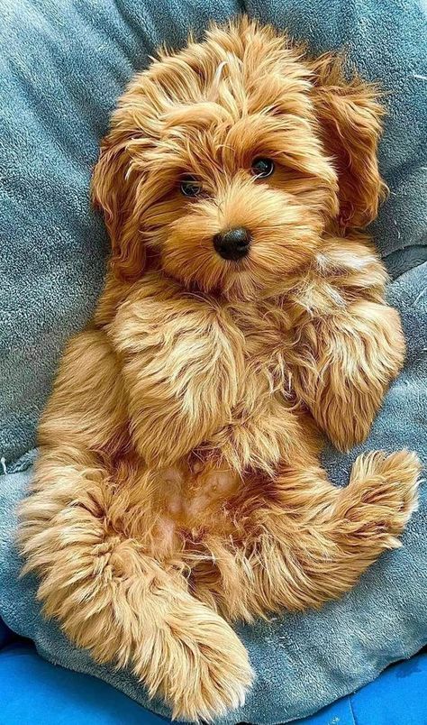 Havanese Dogs Bichon Havanese, Bear Dogs, Bichon Havanais, Dogs Pictures, Teddy Bear Dog, Havanese Puppies, Havanese Dogs, Dog Pics, Cute Animals Puppies