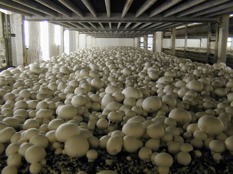 Small Business Ideas List, Jamur Kancing, How To Grow Mushrooms, Home Hydroponics, Grow Mushrooms, Growing Mushrooms At Home, Mushroom Cultivation, Button Mushroom, Garden Mushrooms