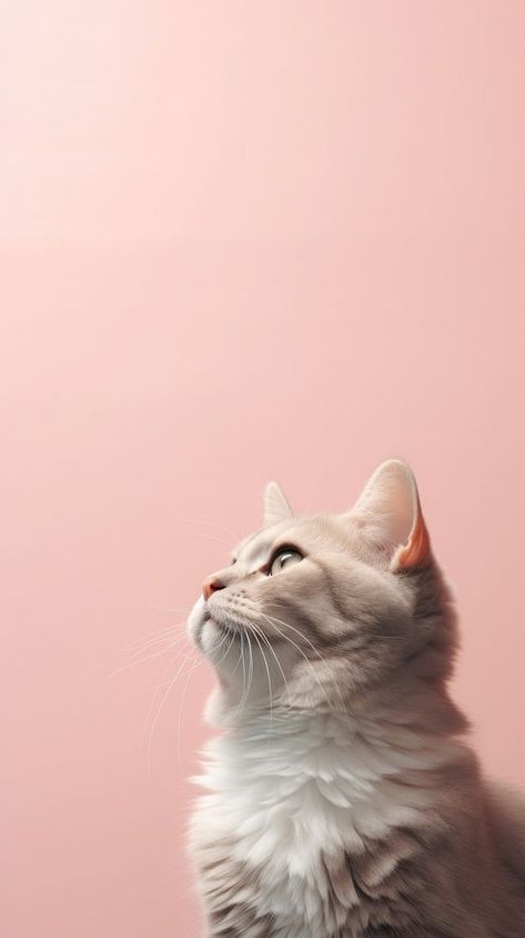 Aesthetic cat mammal animal kitten. | premium image by rawpixel.com / juju. Wallpaper Aesthetic Cat, Cat Iphone Wallpaper, Cat In Pink, Aa Wallpaper, Pink Backgrounds, Animal Body Parts, Iphone Wallpaper Cat, Post Insta, Wallpaper Iphone Boho