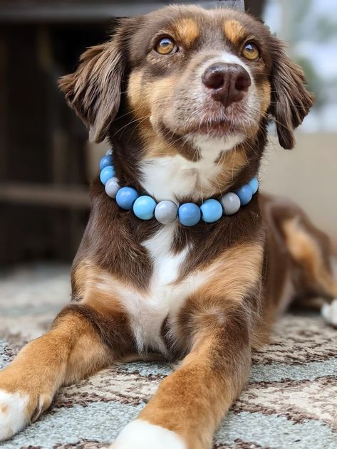 Diy Beaded Dog Necklace, Dog Beaded Collar, Dog Collar Beads, Diy Beaded Dog Collar, Diy Dog Necklace, Dog Collar Ideas, Dog Jewelry Collar, Dog Collar Diy Tutorials, Dog Necklace Collar