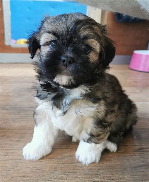 Lasa Apso Puppies, Lhasa Apso Puppies, Dog Breeders, Sleeping Puppies, Lhasa Apso, Healthy Pets, Lhasa, Dog Breeder, Pet Parent