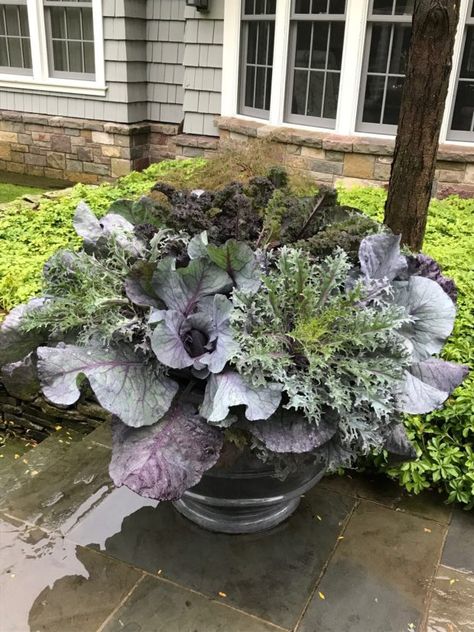 Fall Containers Planters, Flowering Cabbage, Fall Potted Plants, Fall Container Plants, Fall Pots, Winter Planters, Diy Planters Outdoor, Deborah Silver, Fall Container Gardens