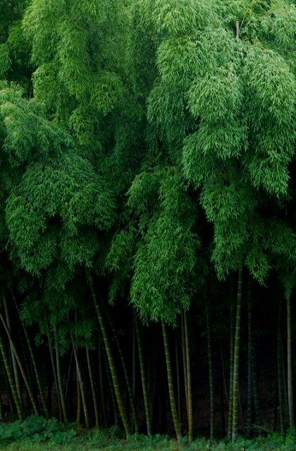 Bamboo Forest Japan, Bamboo Landscape, 숲 사진, Foto Transfer, Japanese Bamboo, Bamboo Garden, Green Power, Bamboo Forest, Bamboo Plants