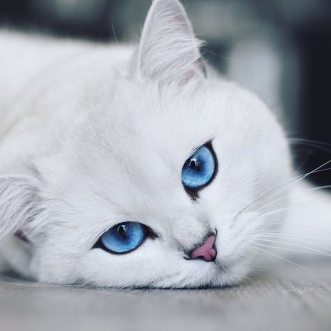 Coby the Cat White Cat With Blue Eyes, Cat With Blue Eyes, White Cats, Cute Cats And Kittens, Cute Kittens, Beautiful Cat, Pretty Cats, Beautiful Cats