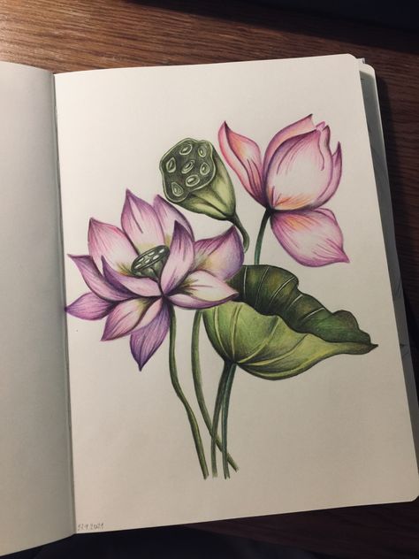 Flower Composition Drawing, Lotus Drawing Art, Drawing Pencil Color, Lotus Flower Colors, Lotus Drawing, Procreate Ideas, Composition Drawing, Plant Study, Pencil Shading