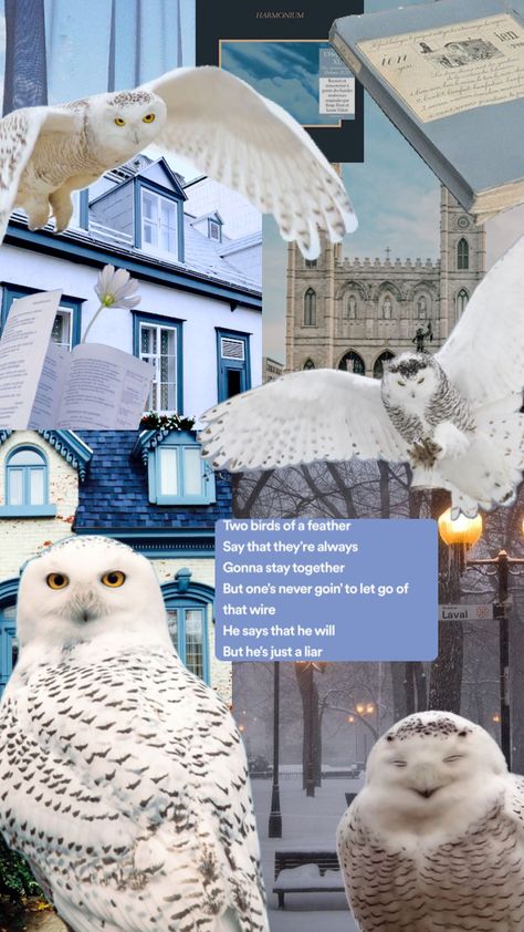 Snowy owl aesthetic Snowy Owl Aesthetic, Owl Aesthetic, Owl Wallpaper, Purple Iris, Snowy Owl, Two Birds, Aesthetic Collage, Bird Feathers, Harry Potter