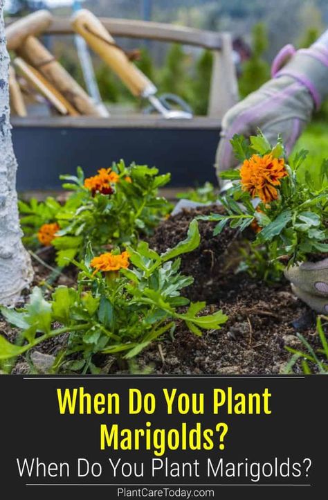 Marigold Planting Ideas, Planting Marigolds In Garden, Marigolds And Lavender, Marigold Seeds Planting, Marigold Potted Plants, Marigold In Pots, What To Plant With Marigolds, Marigold Pot Ideas, Marigold Landscaping Ideas