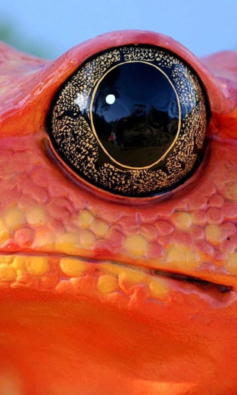 Reptile Eye, Animal Close Up, Regard Animal, Amazing Frog, Frog Eye, Eye Close Up, Eye Photography, Colorful Animals, Reptiles And Amphibians