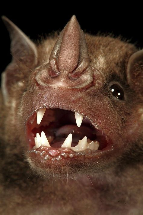 Bat Nose, Bat Species, Baby Bats, Unusual Animals, White Poster, Creatures Of The Night, Weird Creatures, Weird Animals, Beautiful Creatures