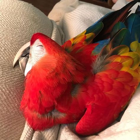 Sweet dreams! #sleepyparrot #macaw Animals Information, Macaw Parrot, Night Night, Funny Birds, Pretty Animals, Silly Animals, Exotic Birds, Cute Animal Photos, Pretty Birds