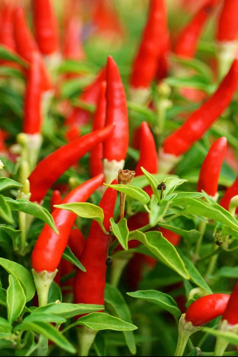 Chili Pepper Types - A List of Chili Peppers and their Heat Levels - Chili Pepper Madness Chili Pepper Plant, Types Of Chili Peppers, Datil Pepper, Birds Eye Chili, Como Plantar Pitaya, Habanero Chili, Tabasco Pepper, Chilli Plant, African Spices