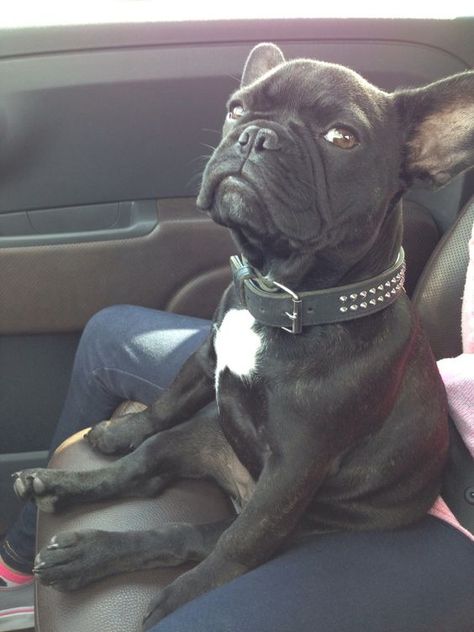 8 Problems Only French Bulldog Owners Will Understand - The Paws Black French Bulldogs, Funny Dog Faces, French Bulldog Funny, Bulldog Francese, Bulldog Funny, Frenchie Bulldog, Funny Dog Memes, Indoor Dog, Bulldog Lover