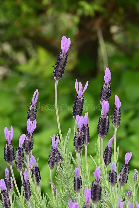 French lavender ( Lavandula stoechas ) flowers. stock photography Lavender Stock Flower, Lavandula Stoechas, Lavender Stock, Lavender Vintage Illustration, Lavender Botanical Illustration, Lavender Scientific Illustration, Vector Christmas, Photography Flowers, French Lavender