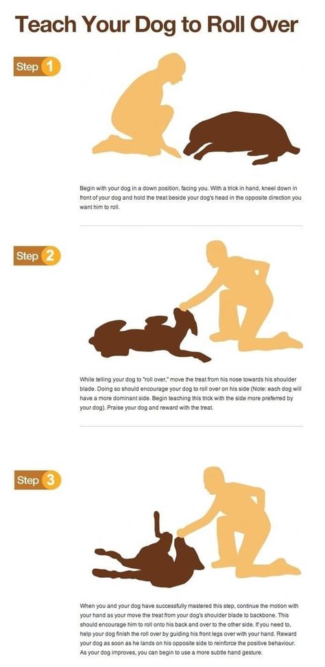 Puppies Tips, Cesar Millan, Puppy Training Tips, Dog Info, Dog Hacks, Pet Hacks, Dog Obedience, Dog Training Obedience, Dog Behavior