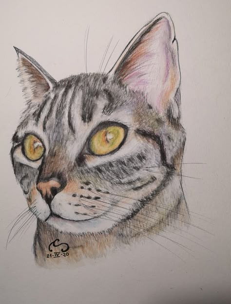 Tabby Cat Sketch, Colored Pencil Artwork Ideas, Cat Draw, Tinta Guache, Aesthetic Art Journal, Cats Painting, Pencil Artwork, Colored Pencil Artwork, Cat Sketch