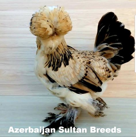 AZERBAIJAN SULTAN thread ((AZERI TYPE SULTAN)) | Page 11 | BackYard Chickens - Learn How to Raise Chickens Sultan Chicken, Poultry Breeds, Zoo Art, How To Raise Chickens, Fancy Chickens, Silkie Chickens, Backyard Chicken Farming, Raise Chickens, Beautiful Chickens