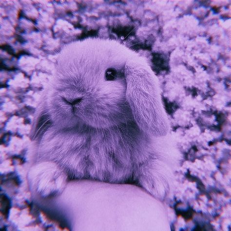 Purple Aesthetic Background, Purple Bunny, Purple Animals, Dark Purple Aesthetic, Bunny Wallpaper, Little Animals, Purple Wallpaper Iphone, Animals Cute, Super Cute Animals