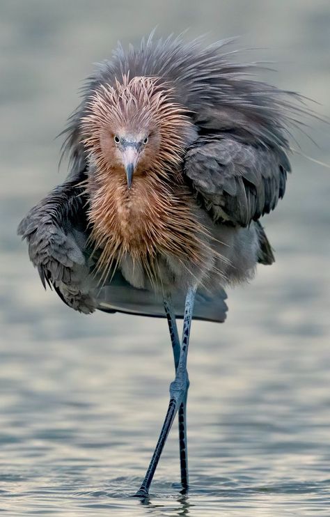 Mark Smith Photography on X: "The Reddish Egret is the rarest egret in North America. They were almost hunted to extinction for their magnificent plumage. At one time an ounce of their feathers was worth more than an ounce of gold. You can imagine how many birds it took to get a few ounces of feathers. https://t.co/6jyNkhmQYf" / X Egret Flying, Reddish Egret, Sparrow Hawk, Osprey Catching Fish, Mark Smith, Snowy Egret, One Time, How Many, Feathers