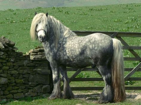 The Fell Pony from the west of the Pennines in England looks similar to the Dales and Friesian but is a little smaller. It has a strong physique and a willing nature. The head is fairly small and handsome looking with a kind generous eye and alert small ears. The mane and tail are thick and full. It is predominantly black but can also be brown, bay and grey and stands at 10-14 hands. Dales Pony, Fell Pony, Rare Horse Breeds, Highland Pony, Different Horse Breeds, Mini Horses, Pony Breeds, Horse Inspiration, Pony Horse