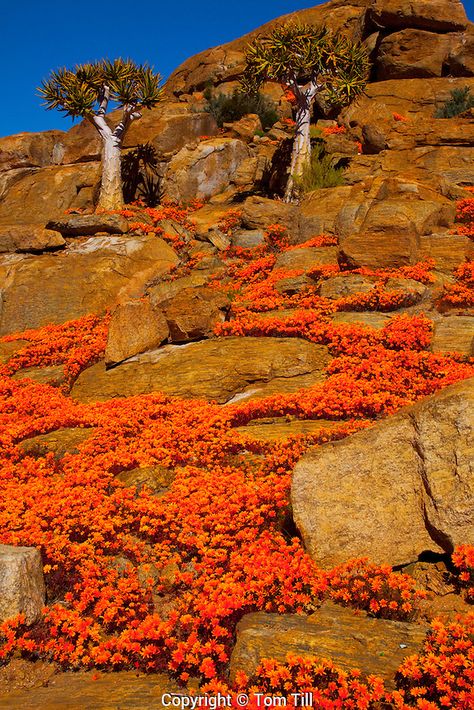 Namaqualand wildflowers,  Namaqualand, South Africa, one of the world's largest wildflower blooms,  Dimropotheca sp.    Quiver tree,  Aloe dichotoma Quiver Tree, Northern Cape, Africa Do Sul, South Africa Travel, Out Of Africa, Southern Africa, Rock Formations, In The Desert, Africa Travel