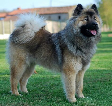 Eurasier Eurasier Dog, Dog Breeds List, Spitz Dogs, Akita Dog, Family Dog, Yorkshire Terrier Puppies, Purebred Dogs, Dog Rules, Rare Breed