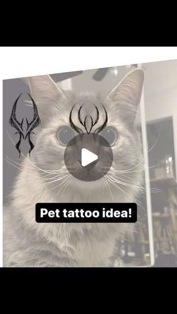 Yassin alsaje on Instagram: "Coolest pet tattoo idea! Forehead markings, send me pics of your fur baby. I’d love to create more! Show a homie Thanks for looking 🖤 . . . . #pettattoo #cattattoo #cat #darklettering #tattooidea #michigantattooartist #detroittattooartist #explorepage #petmemorial" Cat Forehead Tattoo, Cat Markings Tattoo, Forehead Markings, Pet Tattoos Cat, Cat Head Tattoo, Detroit Tattoo, Michigan Tattoos, Send Me Pics, Cat Nose