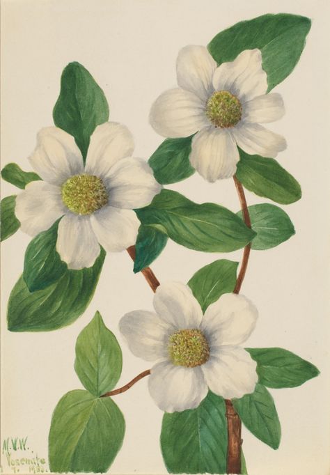 Pacific Dogwood (Cornus nuttallii) | Smithsonian American Art Museum Elsa Mora, Pacific Dogwood, Surreal Flowers, Heart Wall Art, American Painting, Painting Medium, Art Google, Botanical Illustration, Texture Art