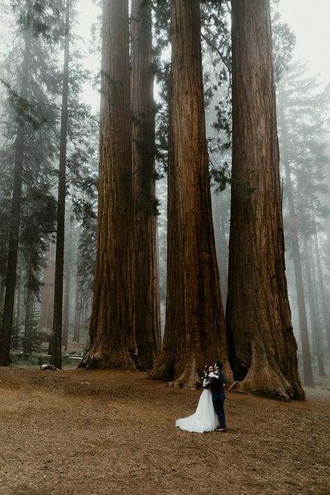 Crescent Meadows Made For The Perfect Backdrop at This Sequoia National Park Wedding Nature Wedding Photography, Redwood National Park Wedding, Sequoia Wedding, Woodland Elopement, Redwood Forest Wedding, Mark Twain National Forest, Forest Weddings, Shawnee National Forest, Forest Map