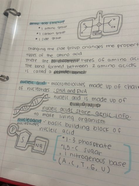 #biology #school #freshman #honorsbio #notes #notesinspiration #inspo #inspiration Bio Notes, Peptide Bond, Notes Cute, Notes Inspo, Nucleic Acid, Biology Notes, School Notes, Better Life Quotes, Better Life