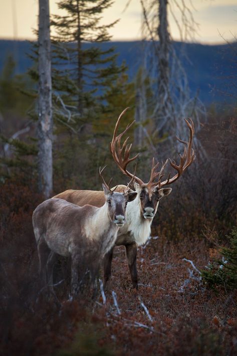 Woodland Caribou, Caribou Hunting, Deer Species, Boreal Forest, Outdoor Photographer, Types Of Animals, Wildlife Nature, Arte Animal, Large Animals