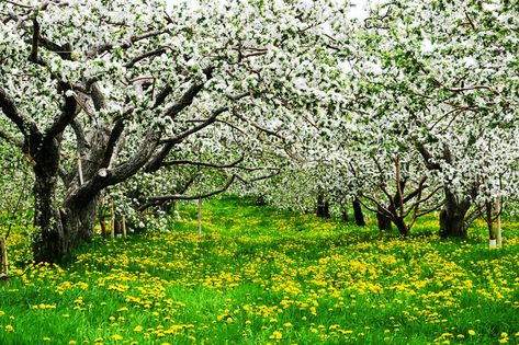 Apple orchard. Romantic blooming apples trees in a yellow flower field , #sponsored, #Romantic, #blooming, #Apple, #orchard, #apples #ad Flowering Apple Tree, Apple Tree Orchard, Yellow Flower Field, Blooming Apple, Apple Tree Photography, Apple Tree Flowers, Blooming Apples, Orchard Design, Orchard Garden