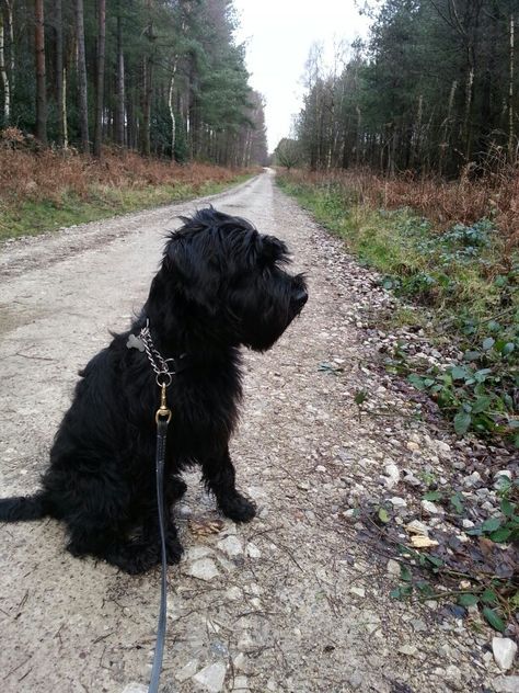 Standard Schnauzer Black Standard Schnauzer, Standard Snauzer, Schnauzer Standard, Schnoodle Dog, Black Schnauzer, Standard Schnauzer, Giant Schnauzer, Cute Puppy Pictures, Dog Nutrition