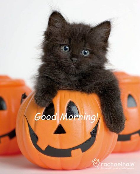 Good morning/Halloween/ black kitty/plastic jack-o-lanterns/kitten Gatto Carino, Söt Katt, Black Kitten, Airbrush Art, Cute Kittens, Cats Meow, Pretty Cats, Beautiful Cats, Halloween Cat