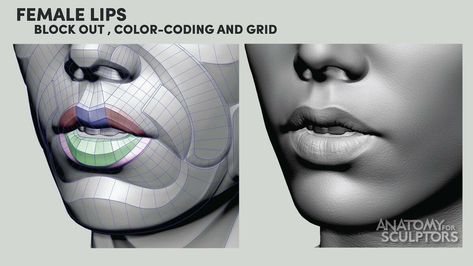 Female Lips Form, Anatomy For Sculptors on ArtStation at https://www.artstation.com/artwork/A9bnA5 Female Lip Drawing, Anatomy Books For Artists, Mouth Anatomy, Anatomy For Sculptors, Zbrush Anatomy, Human Anatomy For Artists, Female Lips, Head Anatomy, Facial Anatomy