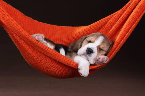 Adorable Puppy Pictures That Will Make You Melt | Reader's Digest Pocket Beagle, Puppy Litter, Game Pics, Cutest Puppy Ever, Puppy Photography, Photography Board, Bulldog Breeds, Cute Puppy Pictures, Puppy Photos