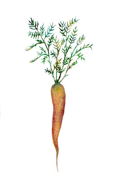 Carrots Drawing, Carrots Illustration, Carrot Tattoo, Carrot Illustration, Carrot Drawing, Roots Drawing, Carrot Art, Watercolor Vegetables, How To Plant Carrots